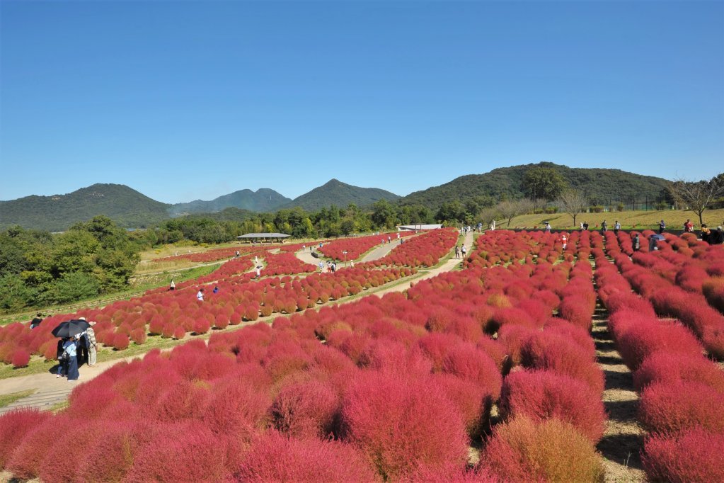 国営讃岐まんのう公園 スポット 体験 香川県観光協会公式サイト うどん県旅ネット