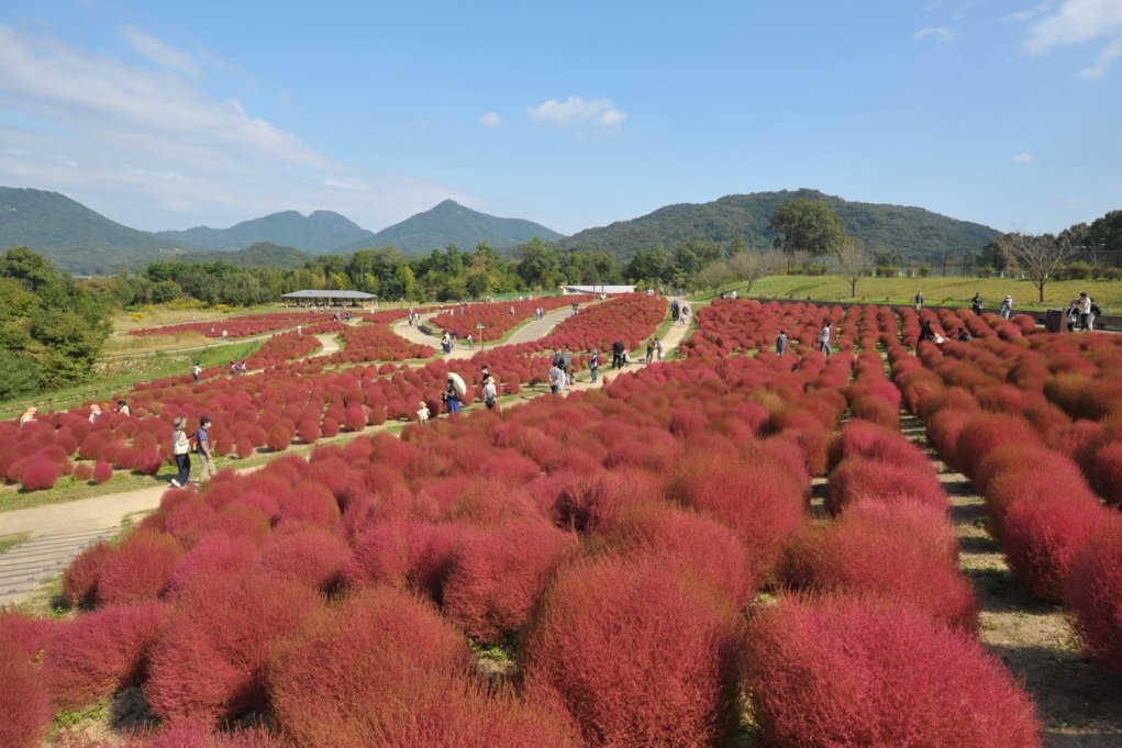 国営讃岐まんのう公園 秋 色どりフェスタ イベント 香川県観光協会公式サイト うどん県旅ネット