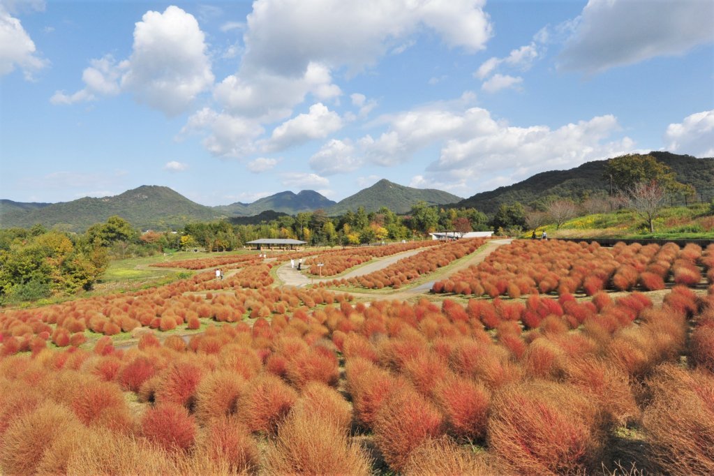 国営讃岐まんのう公園 秋 色どりフェスタ イベント 香川県観光協会公式サイト うどん県旅ネット