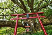 樹齢1200年の大楠&おしゃれピクニック（志々島）