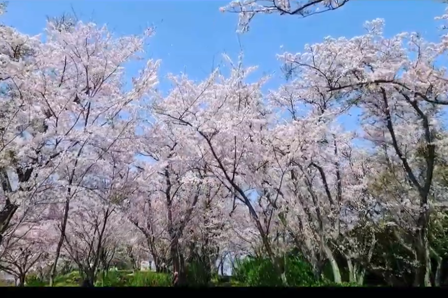 四季を旅するうどん県(3分）