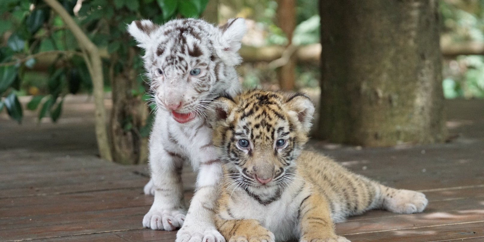 しろとり動物園