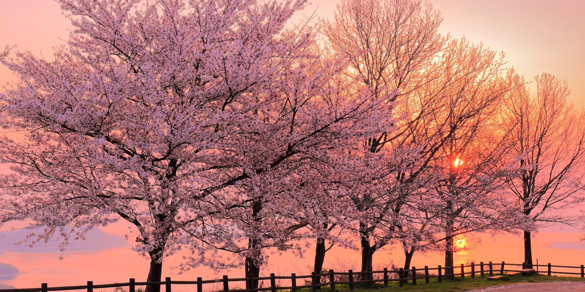 桜（紫雲出山）