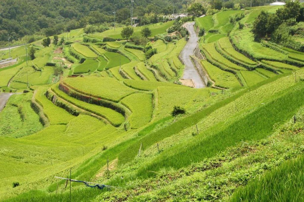中山千枚田