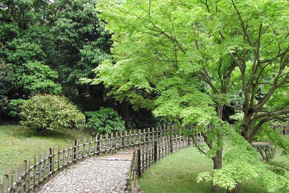 楓岸