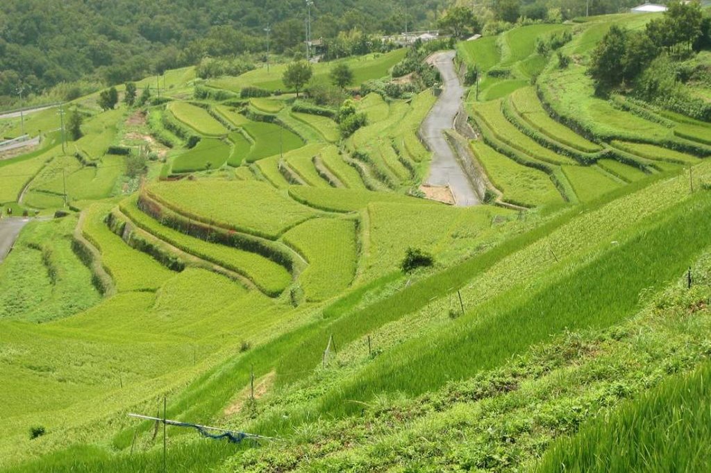 中山千枚田