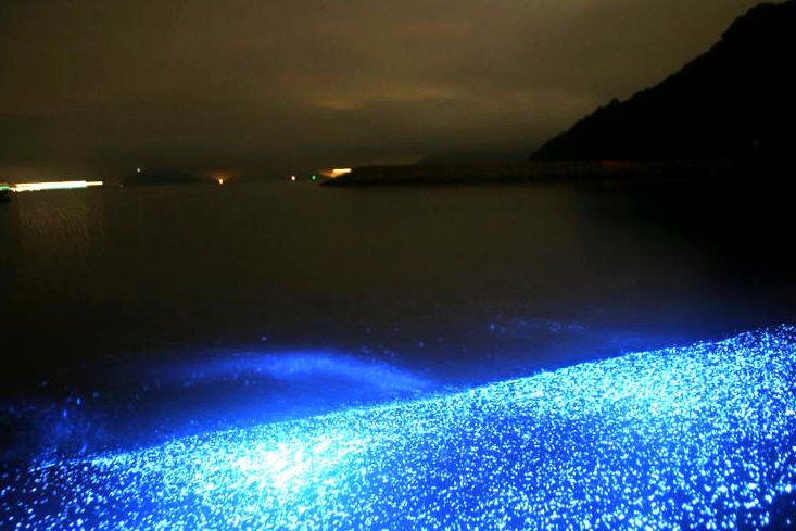 船旅から海ホタルまで 気ままに過ごす志々島 粟島の休日 モデルコース 香川県観光協会公式サイト うどん県旅ネット