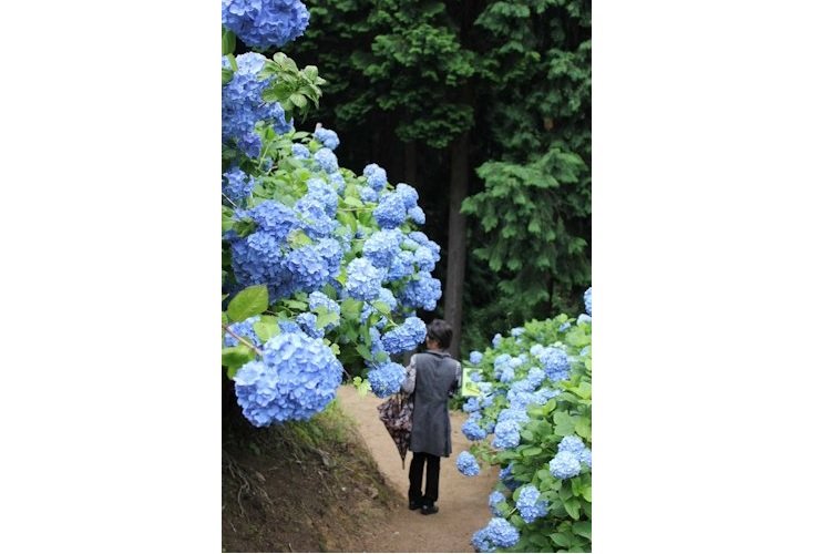 八十八庵・あじさい園