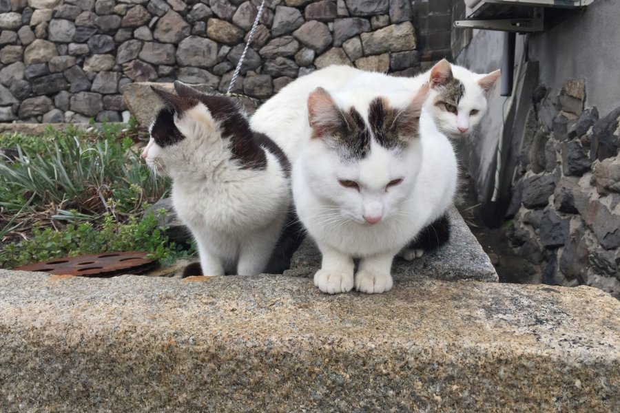 日常をリセットしに行くのんびりプチ旅