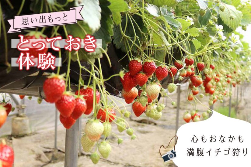 心もおなかも満腹いちご狩り