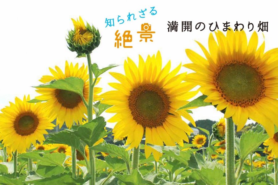 満開のひまわり畑