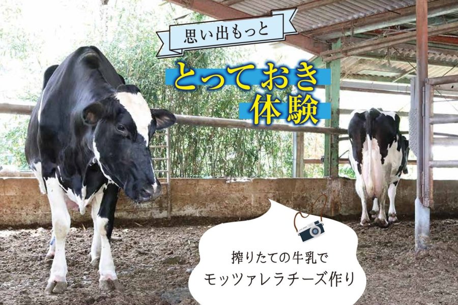 搾りたての牛乳でモッツァレラチーズ作り