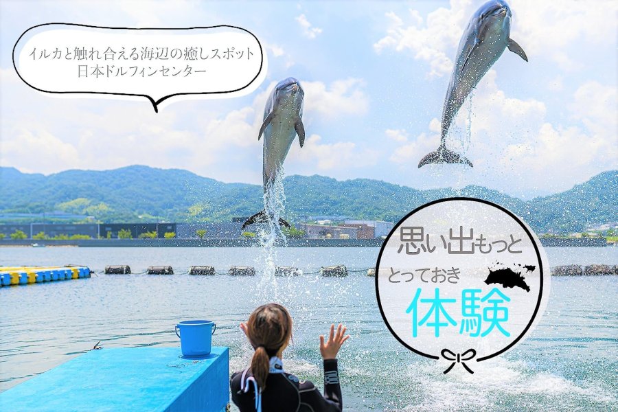 イルカと触れ合える海辺の癒しスポット　日本ドルフィンセンター