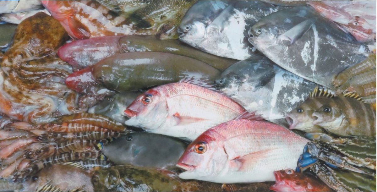 瀬戸内の新鮮な魚介類