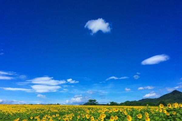 中山ひまわり団地