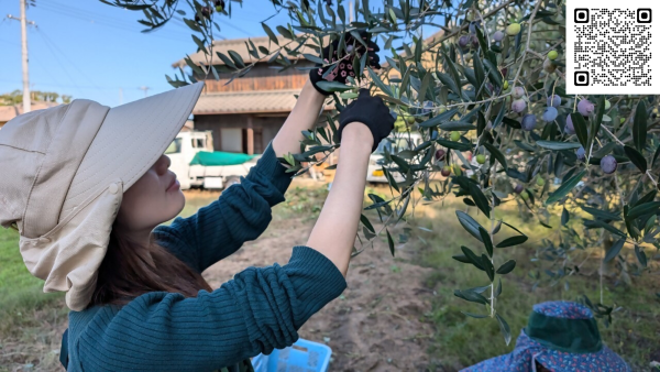小豆島三代松家オリーブ商会