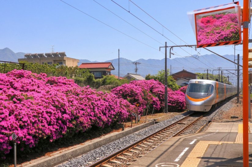 JR豊浜駅 ツツジ