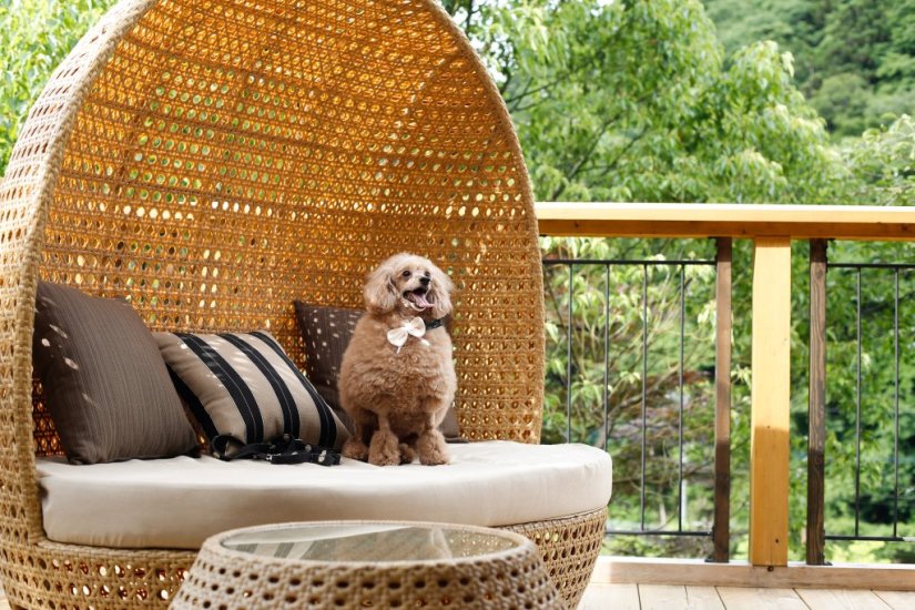 ドッグフレンドリールームは「Type J」と「Type K」の2タイプをご用意