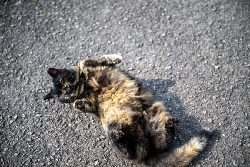 人懐っこい猫がお出迎え