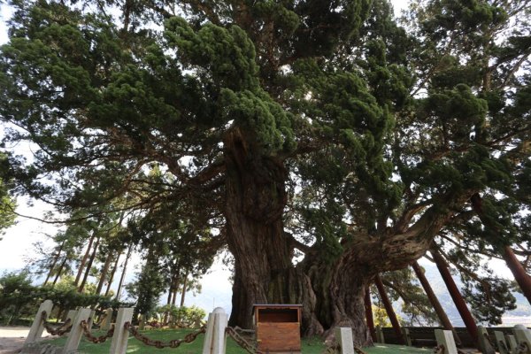神秘的な力を放つ樹齢約1500年の真柏