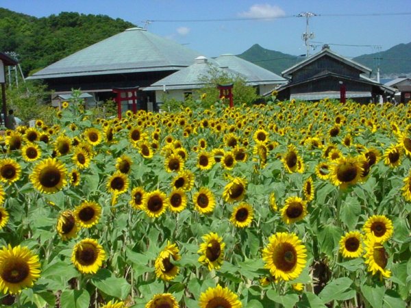 青空に映えるひまわり
