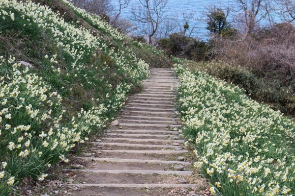 遊歩道の両側に水仙が