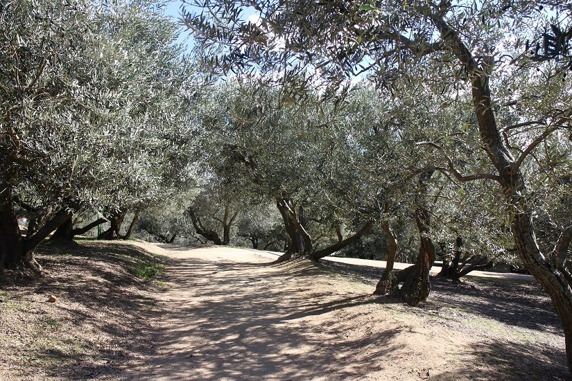 小豆島オリーブ園では3ヘクタールの敷地の中に約2000本のオリーブの木が栽培されています