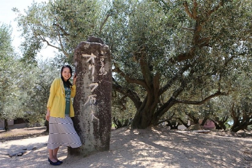 日本で初めて根付いた最も古い「オリーブ園の原木」が現存しています