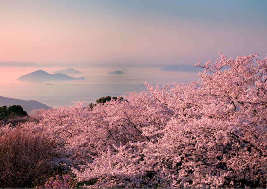 紫雲出山の桜と瀬戸内海（三豊市観光協会提供）