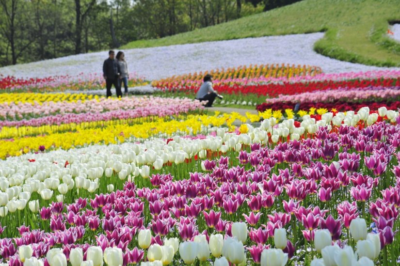 花の宝庫、まんのう公園のチューリップ