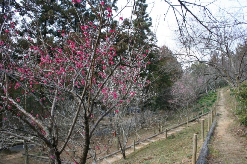 ゆっくりと時間をかけて散策できる園内に春を感じさせる梅