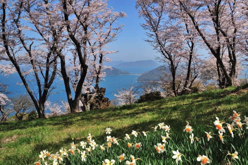 雲出山の春、桜とスイセン（三豊市観光協会提供）