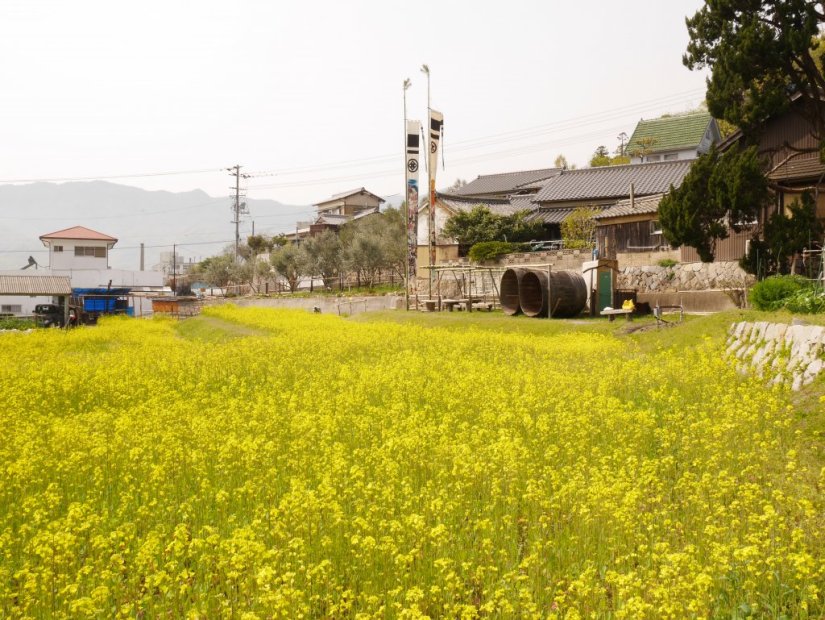 馬木散策路を彩る菜の花畑