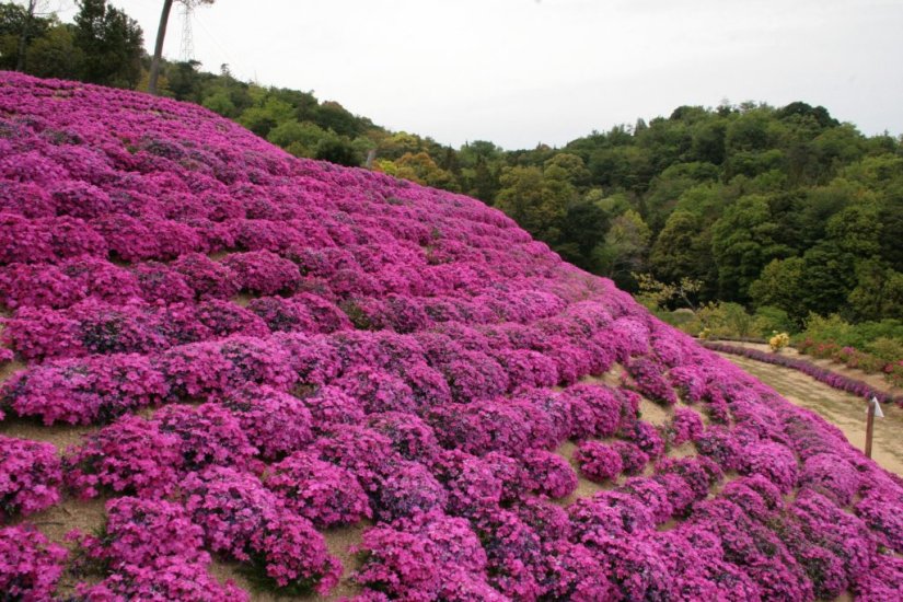 山の斜面に芝桜を植えている