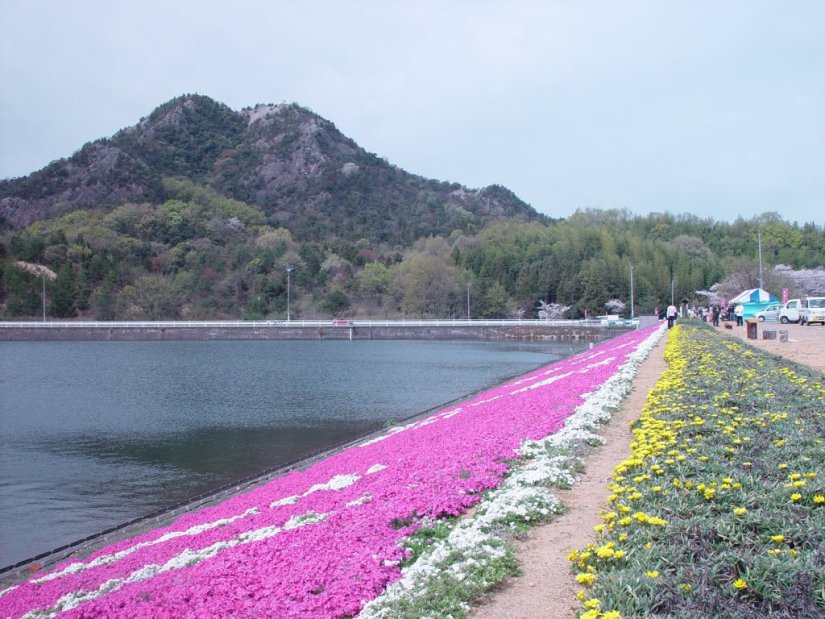 色鮮やかに咲く芝桜
