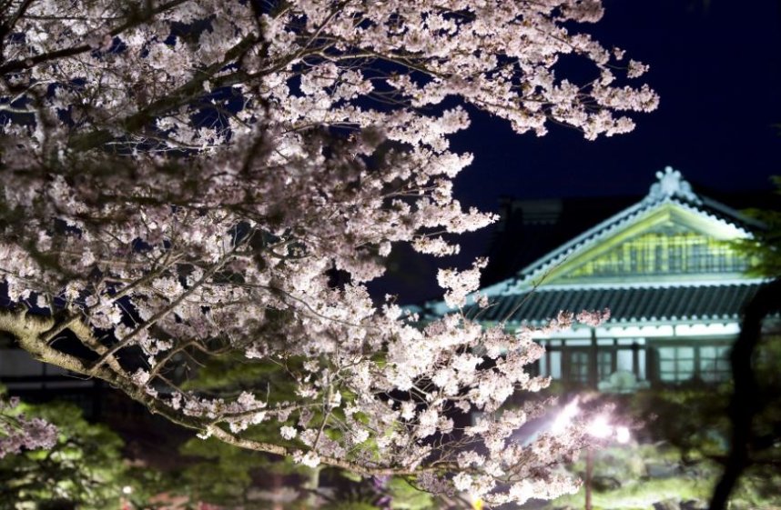 特別名勝の庭園の夜桜はまた格別