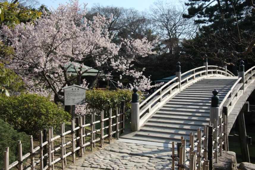 偃月橋と桜