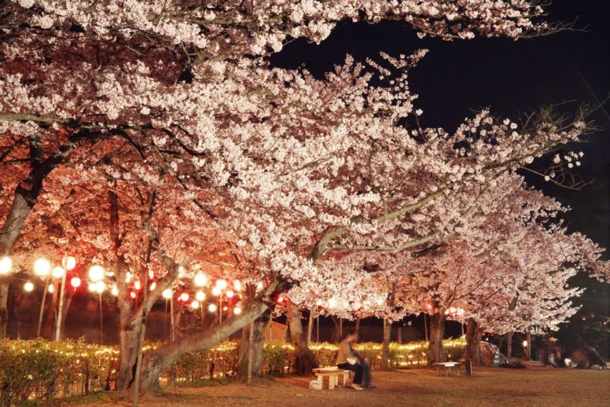 毎年大勢の花見客が夜桜を楽しんでいる