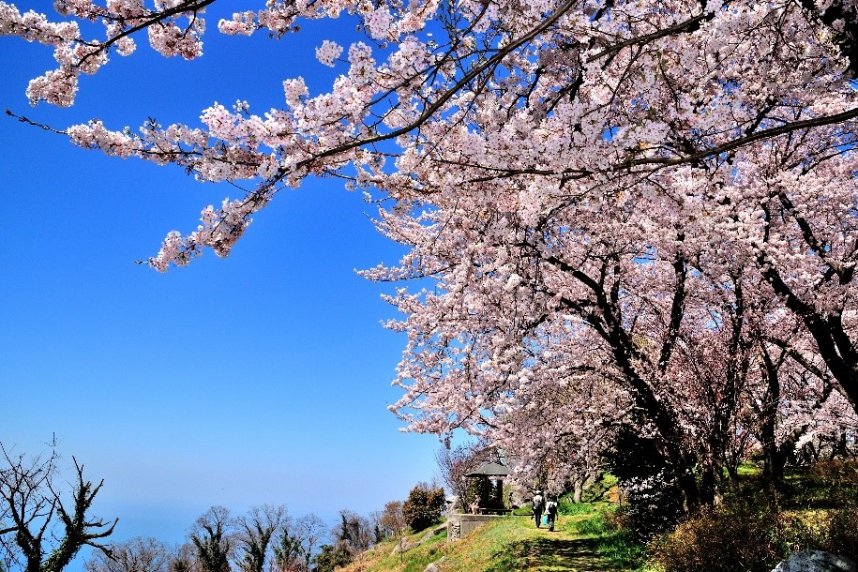 青空に映える桜並木（三豊市観光交流局提供）