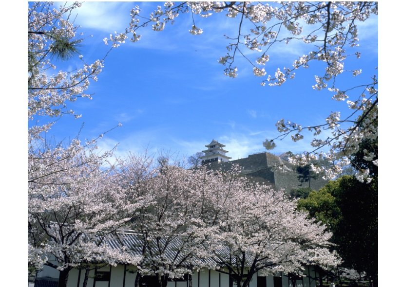 築城400年を誇る丸亀城と桜