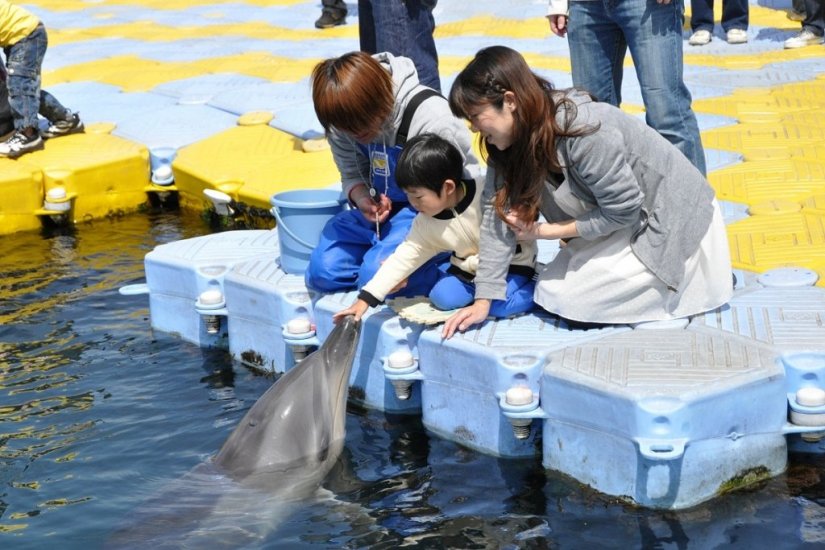 子どもに大人気！イルカの「エサやり体験」