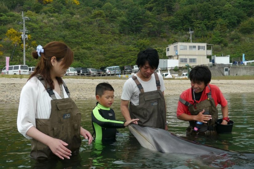 ビーチの浅瀬でイルカと触れ合うプログラム