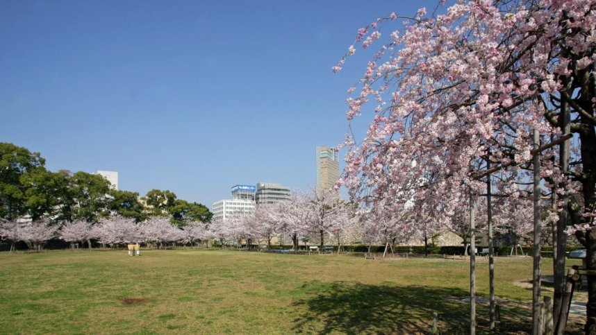 桜の馬場では毎年約70本の桜が満開に