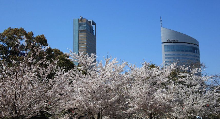 サンポート高松シンボルタワーと桜