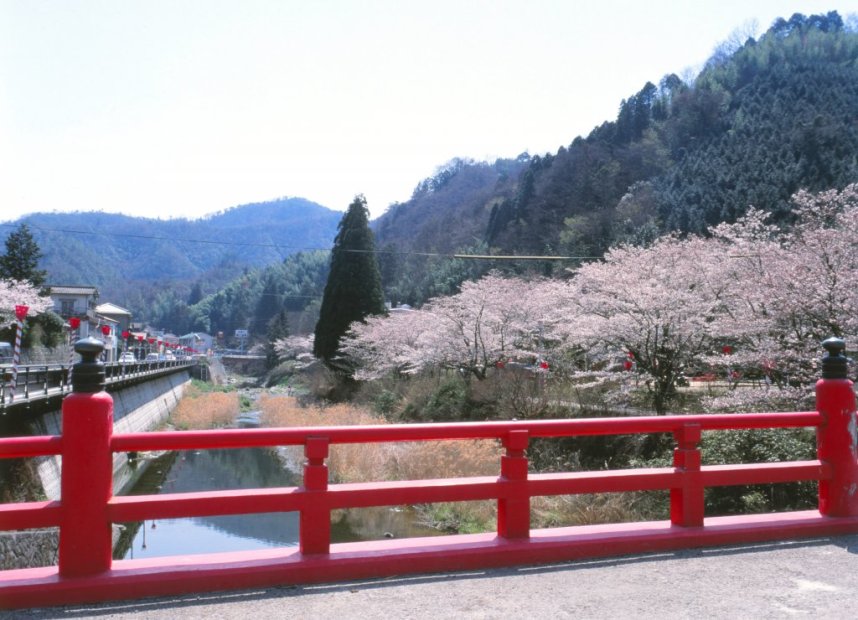 春には山を覆う見事な桜が楽しめる