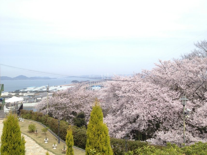 桜の向こうに瀬戸大橋を望む