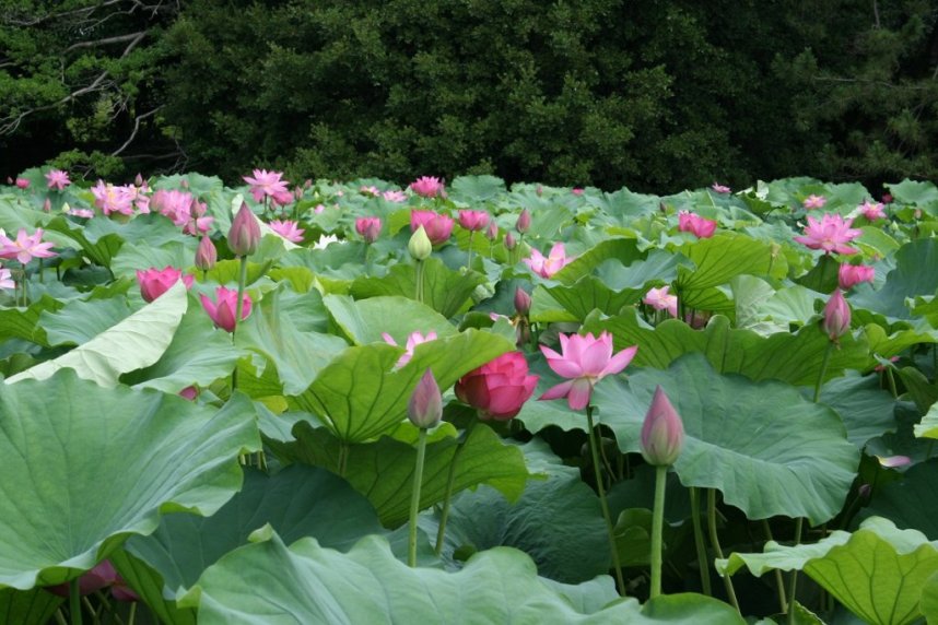 芙蓉沼