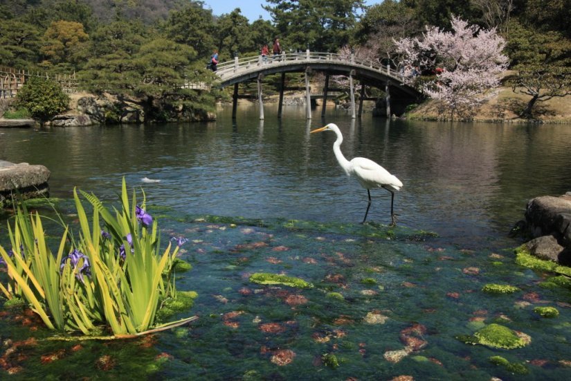 偃月橋と白鷺