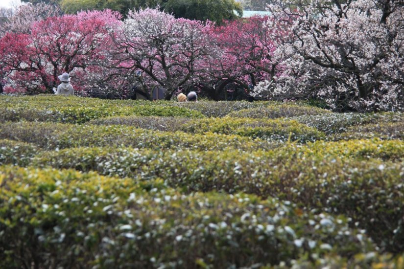 様々な薬草が栽培されていた百花園（薬園）跡