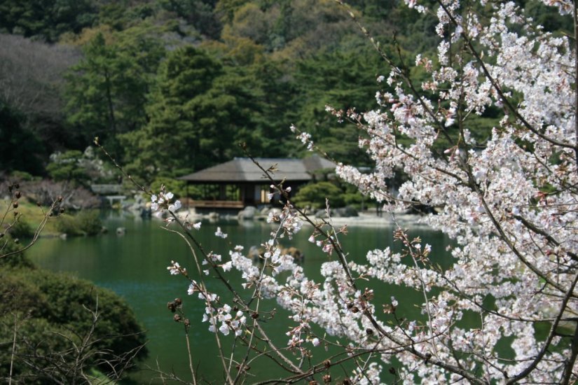 桜と掬月亭